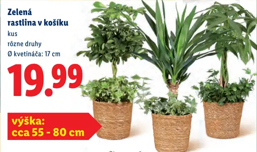 Zelené rastliny v košíku