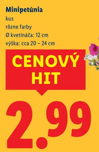 Minipetúnia kvetináčová rastlina