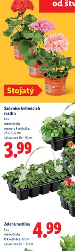 Sadenice kvitnúcich rastlín