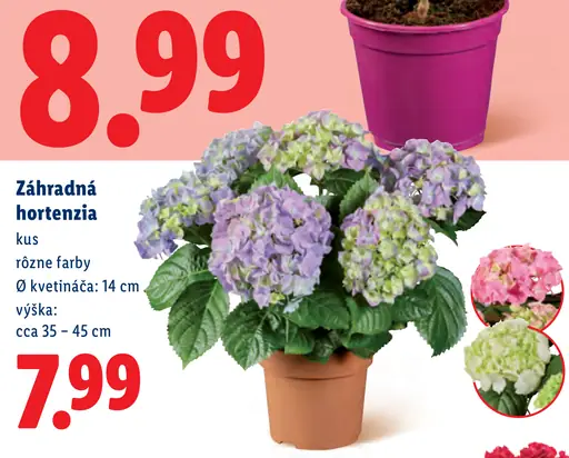Záhradná hortenzia