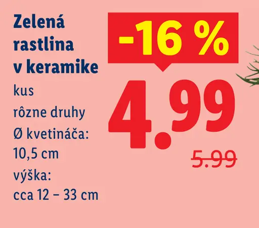 Zelená rastlina v keramike