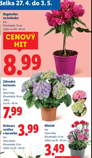 Bugénvilea na kmienku