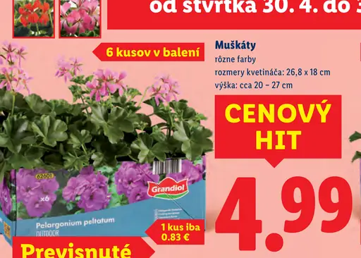 Grandiol muškáty rôzne farby v kvetináči