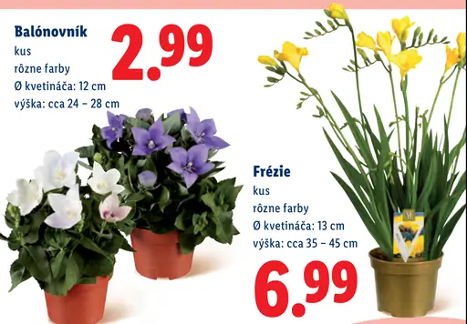 Balónovník rôzne farby v kvetináči