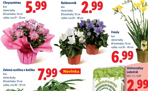 Zelená rastlina v košíku rôzne druhy