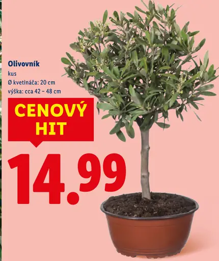 Olivovník okrasná rastlina v kvetináči