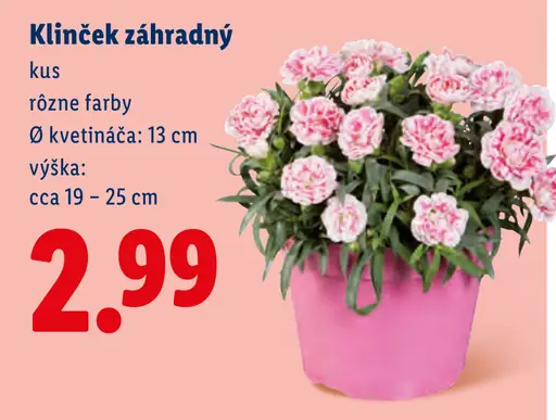 Klinček záhradný kvitnúca rastlina rôzne farby