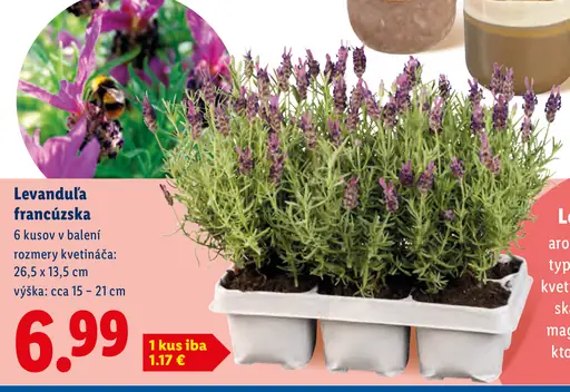 Levanduľa francúzska aromatická okrasná rastlina