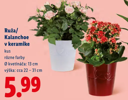Ruža/kalanchoe v keramike