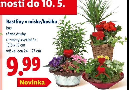 Rastliny v miske/košíku