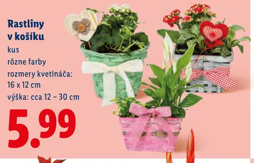 Rastliny v košíku