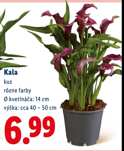 Kala