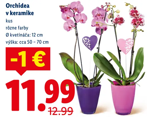 Orchidea v keramike