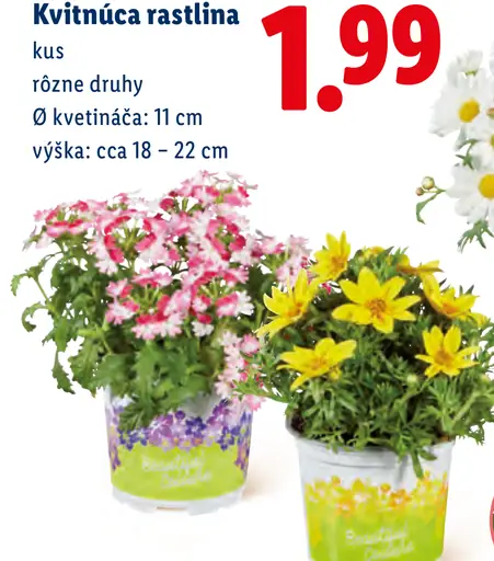 Kvitnúca rastlina mix druhov