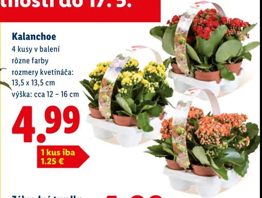 Kalanchoe kvitnúca rastlina