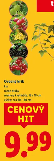Ovocný krík