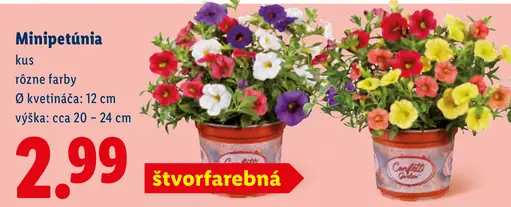 Minipetúnia črepníková rôzne farby