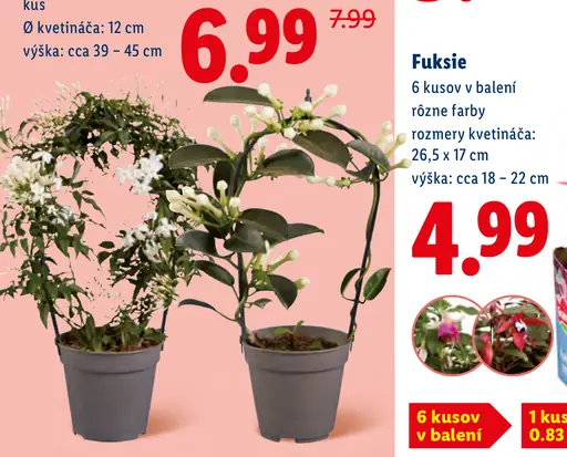 Fuksie črepníkové rôzne farby