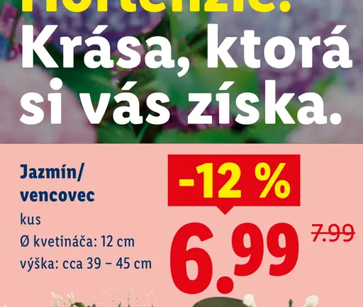 Jazmín vencovec črepníkový
