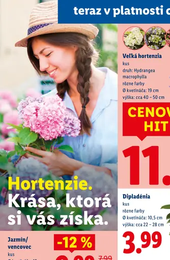 Veľká hortenzia Hydrangea macrophylla rôzne farby
