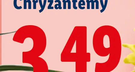 Chryzantémy