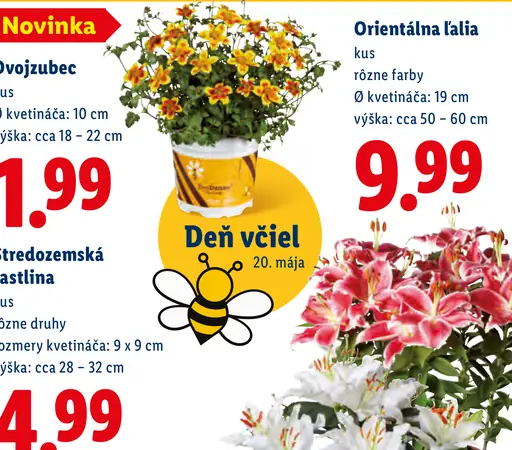 Orientálna ľalia kvetináčová