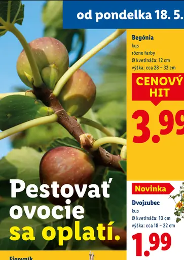 Begónia kvetináčová