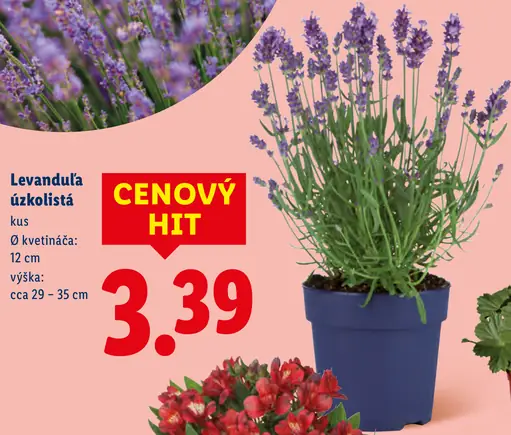 Levanduľa úzkolistá v kvetináči
