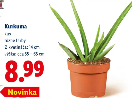 Kurkuma v kvetináči, rôzne farby