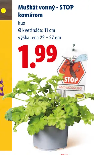 Muškát voňavý STOP komárom