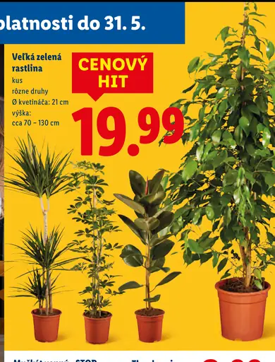 Zelená rastlina