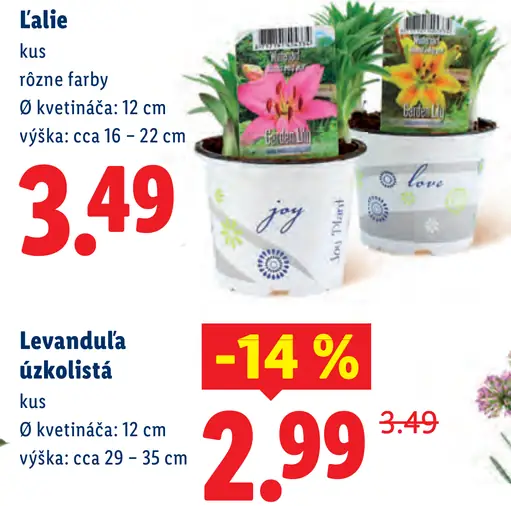 Levanduľa úzkolistá v kvetináči