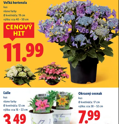 Veľká hortenziá v kvetináči