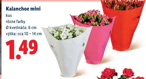 Lidl Kalanchoe mini v kvetináči