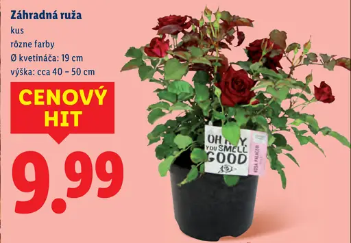 Lidl ruža v kvetináči