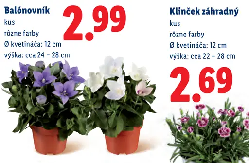 Balónovník v kvetináči