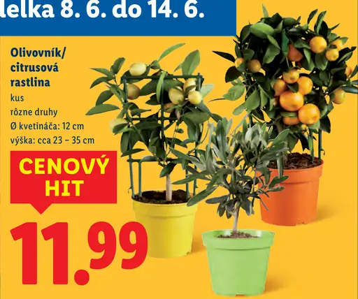 Olivovník / citrusová rastlina v kvetináči