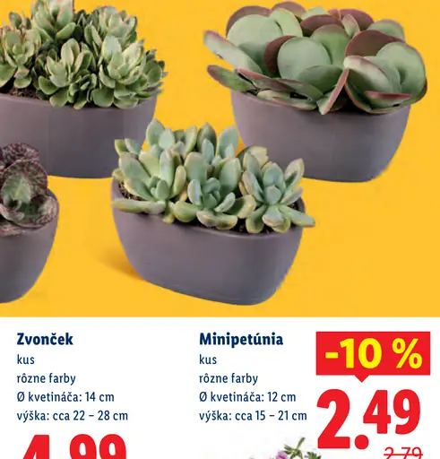 Minipetúnia