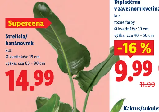 Dipladénia v závesnom kvetináči