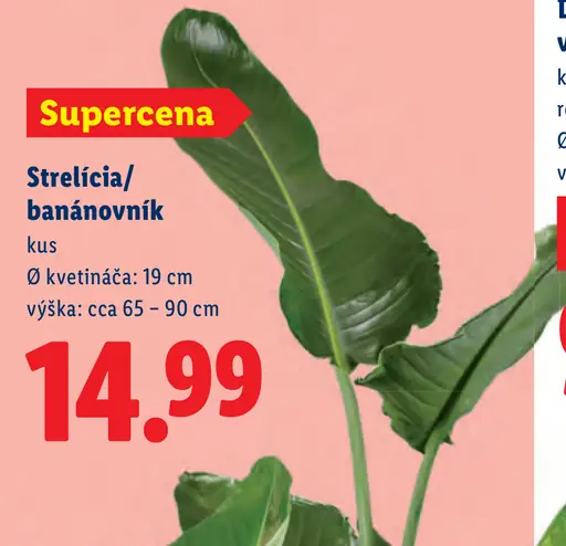 Strelicia banánovník v kvetináči
