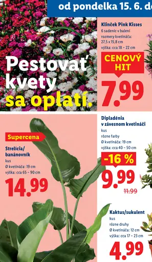 Klinček Pink Kisses kvitnúca rastlina v kvetináči