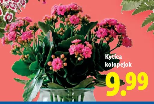 Kytica kolopějok v črepníku