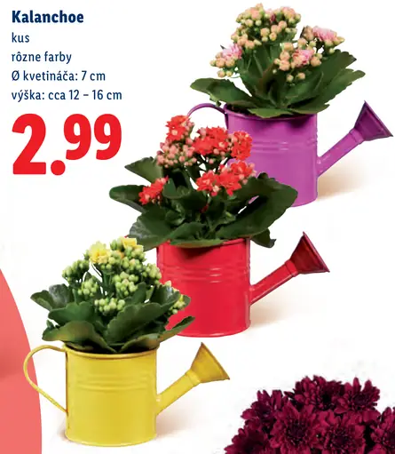 Kalanchoe v kvetináči