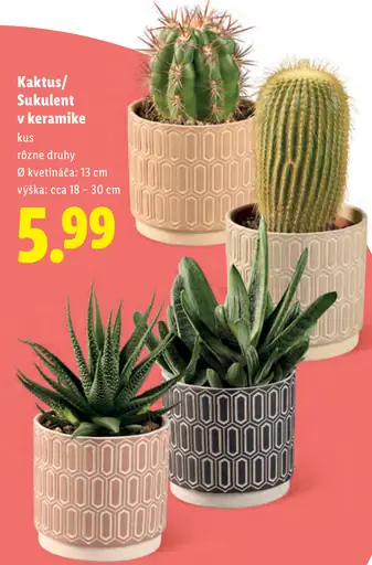 Kaktus alebo sukulent v keramickom črepníku