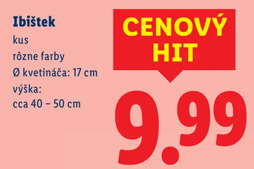 Ibištek v kvetináči