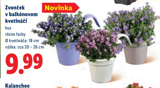 Zvonček v balkónovom kvetináči