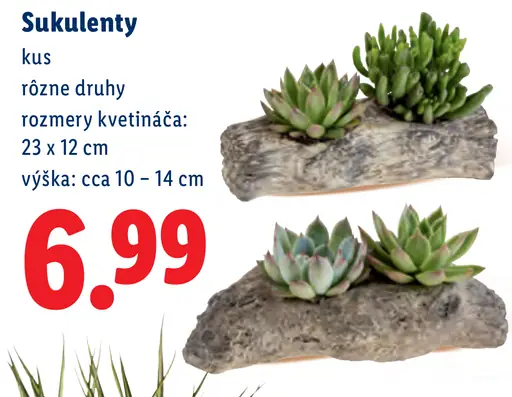 Sukulenty v kvetináči