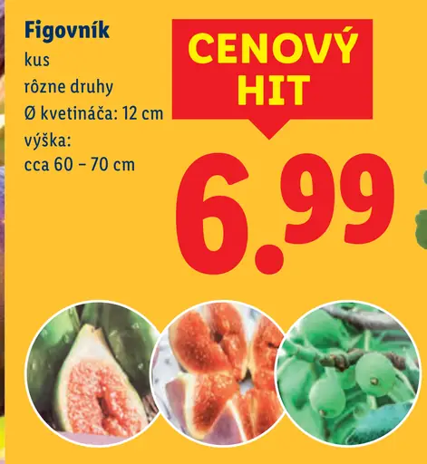 Figovník rastlina v kvetináči