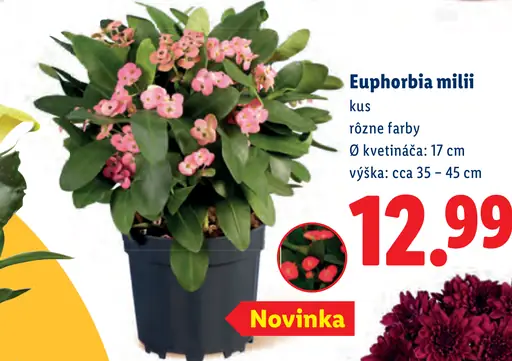Euphorbia milii v kvetináči