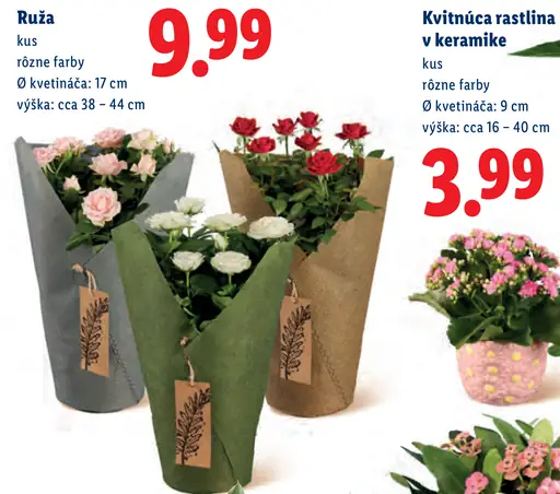 Ruža v kvetináči